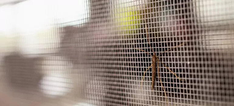 Repair Mosquito Mesh For Windows in West Palm Beach, FL